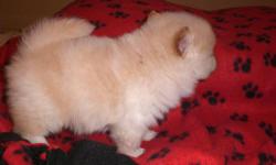 I have a gorgeous little male pomeranian puppies for sale. I am asking $400.00. This little guy is charted to be between 5 and 6 lbs. He is a beautiful colored. He will come with first shots, wormed and health guarantee. (518) 483-3900