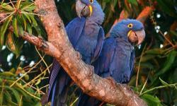 BEAUTIFUL PROVEN HYACINTH MACAWS FOR SALE ! GORGEOUS PAIR !! GREAT BREEDERS, GREAT PARENTS ! HAVE 2 BABIES A YEAR, BOTH PARENTS WILL SIT AND FEED THERE YOUNG UNTILL PULLED OUT OF THE NEST BOX! I CAN SHIP GREAT BIRDS ! GREAT INVESTMENT EACH BABY SELLS FOR
