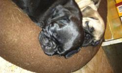 I HAVE 3 BEAUTIFUL BLACK FEMALES. THEY HAVE BEEN WORMED & FIRST SHOTS & AKC REGISTERED. THESE DOGS ARE THE CUTEST THINGS EVER. THEY ARE HAND RAISED, PARTIALLY PAPER TRAINED AND VERY CUTE. THEY ARE 8WKS OLD AND READY TO BECOME PART OF YOUR FAMILY. ONCE YOU