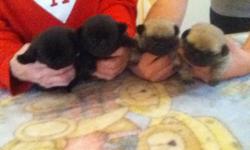 Pug Pups Males/Females solid black and also fawn color they will come with their shots and papers both parents are here.