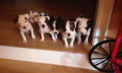 9 week old pit bull puppies. Potty trained for the most part. Beautiful white with brindle spotting.
This ad was posted with the eBay Classifieds mobile app.