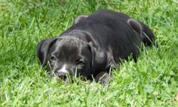 I have 6 purebred boxer puppies I have 1 reverse brindle(black) male and 5 brindles males and females. This is my third litter and all my pups have wonderful dispositions and make great family pets. They do not have papers as the mothers previous owner