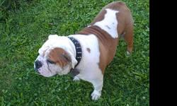 Totally pure family rasied olde English bulldogge who is 3yrs old very healthy loves soccer balls loves watching tv, and moderate walks. She is registered with the ioeba and is spayed. Need loving home for her because she is well trained and very