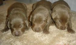 New spring litter of puppies, both male and female available. Price reflects limited registration only; full registration (includes breeding rights) available at extra cost. Shipping also available, includes extra charges. For more information and more