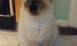 Adorable male ragdoll kitten, vet checked and vaccinated. Very playful and sociable.
