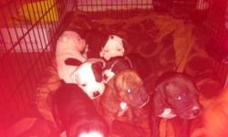 Red nose blue nose pit mixes! Beautiful markings 6 males 2 females fathers 90 pound blue nose mothers a 70 pound red nose both great with children perfect family pets! males 300$ females 350 text 607-226-6085