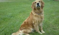 Courtney is a Beautiful registered Golden Retriever.
She is 6 years old and very healthy.
I have owned Courtney her whole life.
She loves going for walks, swimming and LOVES attention!!!
I can no longer keep her because we have a baby on the way. She does