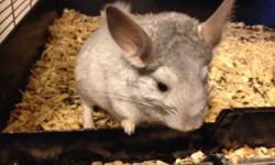 We have a beautiful reverse mosaic male chinchilla for sale. He is 6 months old and is $150. If anyone is interested in him please TEXT us.
We will give first time chin owners a how to guide. A birth certificate is included with the purchase.
***PLEASE