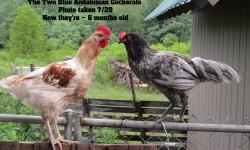 LAST CHANCE! ROOSTERS ARE GOING IN THE FREEZER VERY SOON!
I'd really like to find a home for the red/white cockeral "Caleb" - as he's very handsome and would make a wonderful addition to any flock.
5 - 8 week old Cockerals (Hatched 1st week of July) -