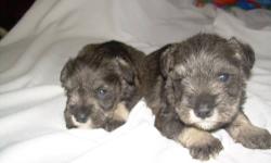 Super cute, child orentied, loving adorable Miniature Schnauzer Puppies
DOB-12/9/12
now accepting deposits of half ready to go on 1/20/13
2- Salt and Pepper Males
Ready to be a wonderful new addition to your family!!!
Call number above or 607/265-3492 or