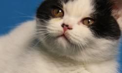SCOTTISH FOLD STRAIGHT EARED Black and White!
No breeding available-
I am a great companion.
Love to play, I'll be ready in a week
I'm bred like a racehorse.
My family are the most famous breeders of scottish folds in the world!
If you like me now?
Wait