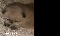 Adorable Seal Point Persian boy born September 29th, available the first week in December. Kitten will be vet checked and vaccinated prior to arriving at his new home. We are located about 10 minutes from Watkins Glenn NY. Pictures 3 and 4 are CFA
