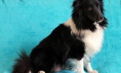 Beautiful Sheltie puppy, Sire is a Sable & White European show dog that has been imported to the United States, and the Mom is a beautiful Sable & White that comes from a long line of champions in the US show ring.
We are proud of our Shelties and the 20