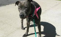 Blue is located at Brooklyn Animal Care and Control. I am not affiliated with them. For more info about Blue or to see her current status current, copy/paste this link: