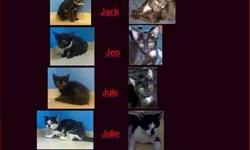 Gorgeous and cuddly Siamese-Bombay mix black and white kittens for adoption in pairs. These beauties are neutered, vaccinated, tested, and microchipped -- all set to go home! The poor darlings were nearly dead when brought to the pound, but they were
