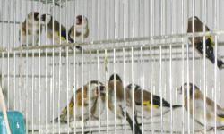 Beautiful Siberian Goldfinches for sale. Price- $100 each
For more information call 718-777-2473 or visit our store at:
24-09 41st street, Astoria, NY-11103
Shipping only via Delta Airline - $165 (no USPS- sorry) Min. order for shipping $400
Business