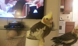 Im selling. Beautiful tamed pied cockatiel only 7 months old.
Im also selling the parents with cage for only$150. If you looking for
A pair that want to have babies these are the pair. I have them seperatef because they want to keep breeding.
I also have