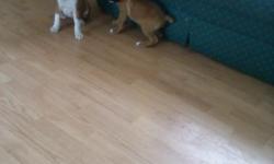 Fawn boxer puppies from my registered boxer male and female. Black masked traditional colored puppies ready to go to loving families for $800. The flashy fawn and Mahogany boxers are $900. I have worked for 14 years to achieve the wonderful temperament,