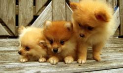 THESE ARE 4 ADORABLE PURE BREED FEMALES POMERANIAN'S ! THE 3 ON THE WOOD SWING ARE FEMALE ! THE LAST IS A TRIPLE COAT TEDDY BEAR MALE. THE ONE ON THE RIGHT IS A TRI-COLORED FEMALE. THE ONE IN THE CENTER IS A TINY FEMALE! AND THE ONE ON THE LEFT HAS A