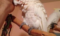 I have am amazing umbrella cockatoo. He has been hand fed and is funny and sweet. He is not aggressive . He does quit funny things . If u have any questions please call 516-971-9121. Ty