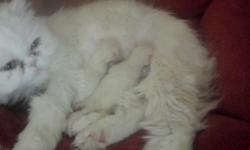 Beautiful pure white Persians (one boy/one girl) kittens born 3/12/15. Kittens will be ready for their new home on 5/14/15. A $200 non refundable deposit to reserve. Both parents (CFA registered) are on premises, mom is a pure white Persian, dad is a seal