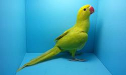 PARROTLET AVIARY IS PROUD TO PRESENT A BRAND NEW BIRD ADDITION TO OUR AVAILABLE FOR ADOPTION BABIES.
THE FOLLOWING BIRD REPRESENTED IN THE PICTURE IS A VERY RARE COLORED, YELLOW LACEWING RINGNECK PARROT. THIS SUPERB BEAUTY DOES'NT BITE, AND IS SUPER