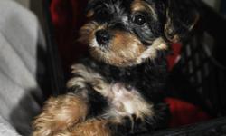 8 week old male yorkie poo puppy, he is half yorkshire terrier and half poodle. He has had his first round of vaccinations and has been dewormed, he also comes with a written health guarantee. Yorkie poos are very playful and affectionate, they will be
