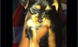 I have 1 full breed beautiful yorkie puppy shes very loving happy and fun .. She is 10wks and ready for a warm loving home so if interested u can email me Don't forget Xmas is on its way and this will be the best gift anyone can ask for ...
This ad was