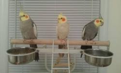 Hello I'm selling my cockatiels I have three to sell. I have a 20 month old male silver yellowface pied for $75. I also have two grey pieds one male and one female 7 months old they are hand tamed and trained they are $85 each. Feel free to call or text