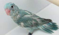 BEAUTIFULLY SPANGELLED PIED BLUE PATTERN FEMALE PARROTLET - HAND FED.
THESE BEAUTIES ARE SPLIT TO ALBINO AND POSS FALLOW. THEY ARE A BEAUTIFUL MIX OF BLUE AND WHITE COLORATION. I HAVE TWO AVAILABLE. TAKE, BOTH AND I CAN APPLY A DISCOUNT OF $25 PER BIRD.