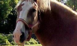 Belgian - Summer - Large - Baby - Female - Horse
Summer just came to Pets Alive recently. She is just over a year old and came with her mother, Twinkles. She is Halflinger/ Belgian so she will probably be a solid sized horse when she grows up. Summer has
