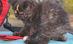 Persian kittens, purebred: "Bella", pretty doll-face Tortie female (5 months old on 12/4, born 7/4), EXCEPTIONALLY outgoing and very affectionate, gentle and playful; great with children, and dog-friendly. There is also a younger, flat-faced Tortie, ready