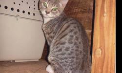 I am looking for a female Bengal kitten or retired adult to adopt. I am familiar with the breed and will give one a forever home. I have 1 other indoor cat, a flamepoint who is now 9. If the bengal is a adult, it has to get along with other cat, and I