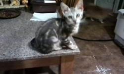 kingstonebengals.com .................hello my name is tony we have adorable bengal kittens please contact me at 5165892915 . thank you