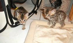 Hello, I have a litter of 3 Beautiful Bengal for Sale. They are TICA registered. They are from Aluren Bloodlines. Please call if interested. (845) 855-9720. Ask for Nancy or Howard