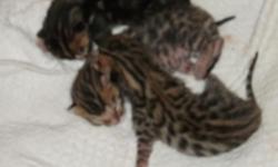 Kittens are ready to go to their new homes. Our Aluren Bengal, Maui, gave birth to a beautiful litter of 6 Bengal Kittens..Born 6 /1/14. M/F. TICA Registered. Vet checked. Exotic Brown and silver rosette leopard marking. . We are a private breeder.