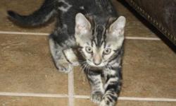 We have two female Bengal kittens ready to go home. One rossetted and one marble. They had their first shots and they come with a health certificate guarantee.
Please visit our website for more information:
www. magicalsummit.com