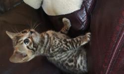 2 female and 1 male bengal kitten for sale from the first week of August, only to families that willing to send me pictures and informations on how the cats doing in the first couple of months. $800 /each or $1000 with shots and papers !