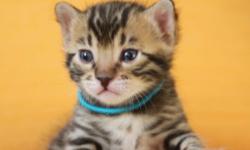 We are a small home cattery of good quality Bengal cats. We breed Bengals according TICA standards.
Our cats are our family. The kittens growing up with our kids. They are very social and lovable.
Most important, we pay a lot of attention for the health