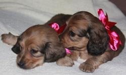 Want to get your loved one the best Valentine's Day gift ever? Look no further! It's the gift that keeps on giving (lots and lots of love and kisses)! We have three, adorable, long-haired, shaded English Cream, AKC miniature Dachshunds available for