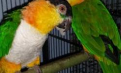 Hi evryone I am re-home my beutiful BH caique this is a nice company reason to re-home is because my landlord told me he those one more birds please any someone likes birds also I have my breeder pair of black head caiques this pair is only for breed for
