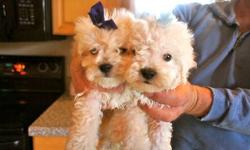 4 Bich Poos Available. They are a cross between a Bichon Frise and a Poodle. I currently have two males and two females available. 631-905-3882
www.breadbasketpuppies.com