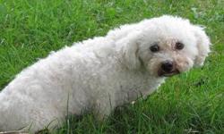 Bichon Frise - Brittany - Small - Senior - Female - Dog
I'm Brittany, an 11 year old Bichon who is cute as can be! I run and play like a puppy now that I'm out of that horrible place. I am a quiet little gal, never bark and tend to stay in the background.