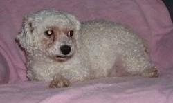 Bichon Frise - Ivy - Small - Adult - Female - Dog
My name is Ivy, I'm a 9 year old Bichon who was used to have puppies my whole life until I was finally rescued in November of 2010. I am very timid and nervous. I do like to play ball and chew my Nylabone.