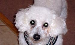 Bichon Frise - Merry - Small - Senior - Female - Dog
Merry continues to be a work in progress but progressing she is. She is out and about much more, she is playful and does the Bichon Blitz throughout the day. She currently being hand fed each meal to