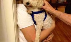 Bichon Frise - Reuben - Small - Adult - Male - Dog
Male Bichon
Dog friendly
Kid friendly (lived with one year old)
CHARACTERISTICS:
Breed: Bichon Frise
Size: Small
Petfinder ID: 25129100
ADDITIONAL INFO:
Pet has been spayed/neutered
CONTACT:
Cat