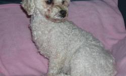 Bichon Frise - Vivianna - Small - Adult - Female - Dog
Vivianna is an 8 yr old, 17 lb Bichon/Poodle. She is doing well. She is potty trained, and loves to be outside. She enjoys her toys and will bring a ball in the house with her most times. Vivianna