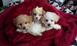 Super sweet and fluffy bichon frise and poodle mix pups! a.k.a. Bichon-poo! I have both boys and girls available, they are 8 weeks old and come with all of their shots and worming up to date and a written health guarantee. All of the pups are buff color
