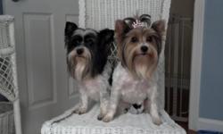 Biewer yorkie male and female adults need to be sold together tried separating them and they cried, so I'm am selling them together both fixed and both 6 yrs old very good dogs would love for someone to get them with a fenced in yard.Love kids other dogs