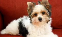 I have a darling Champion Sired Biewer Yorkshire Terrier available to a qualified home. This is a rare new hypoallergenic, non-shedding toy breed that is known for their sweet disposition and charming antics. She is charting just over 4 pounds full grown